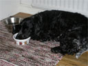 Nellie blev lite trött efter maten, och somnade med huvudet i matskålen.